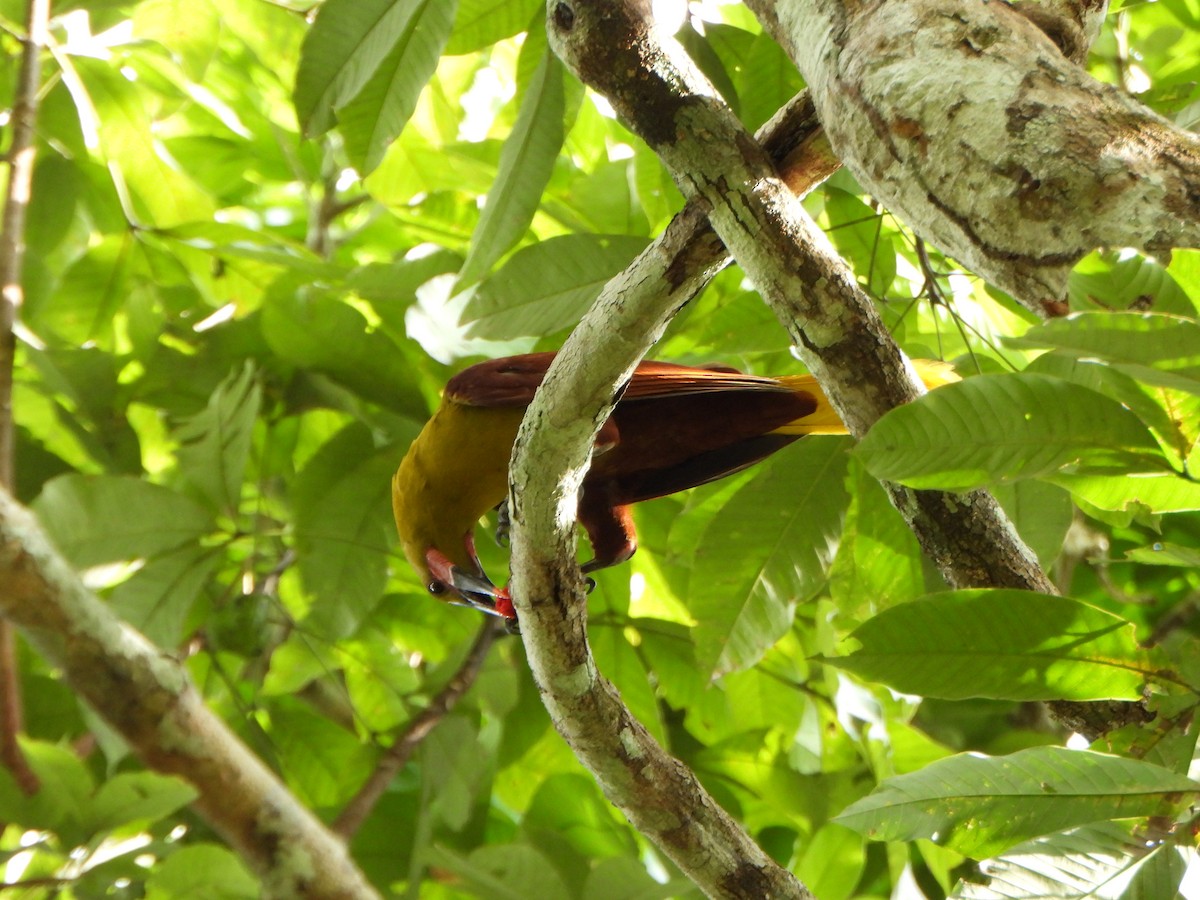 Olive Oropendola - ML646247207