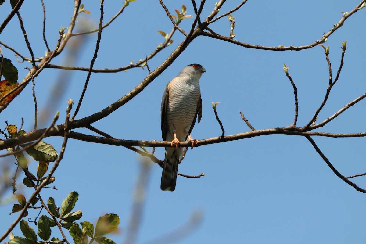 Little Sparrowhawk - ML646247209