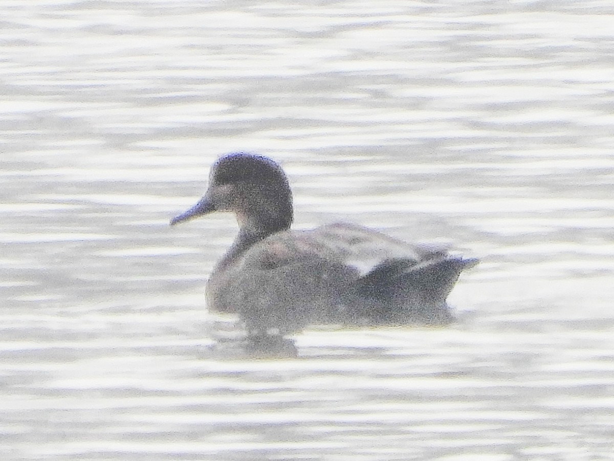 Ipar-ahatea - ML646247210