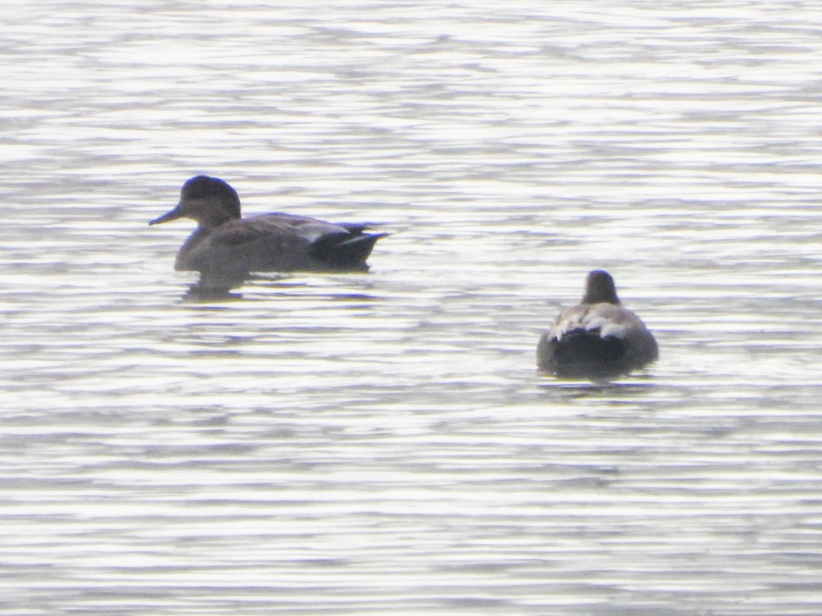 Ipar-ahatea - ML646247211