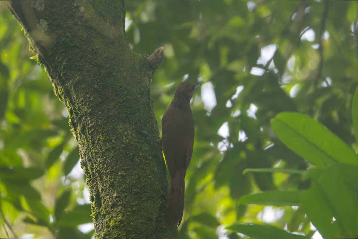 Northern Barred-Woodcreeper - ML646247213