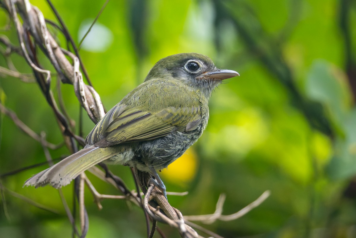 Eye-ringed Flatbill - ML646247214