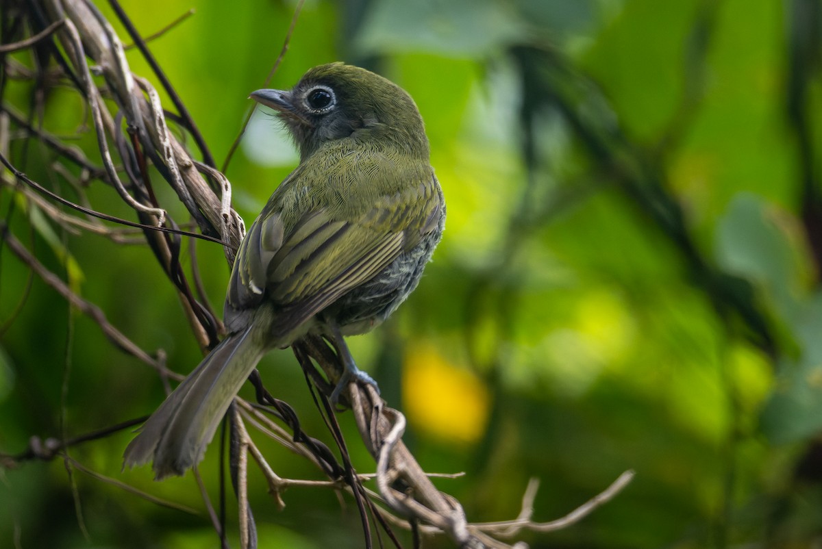 Eye-ringed Flatbill - ML646247215