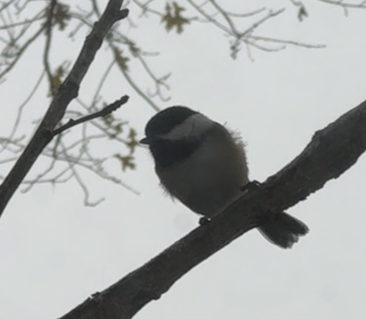 Black-capped Chickadee - ML646247216