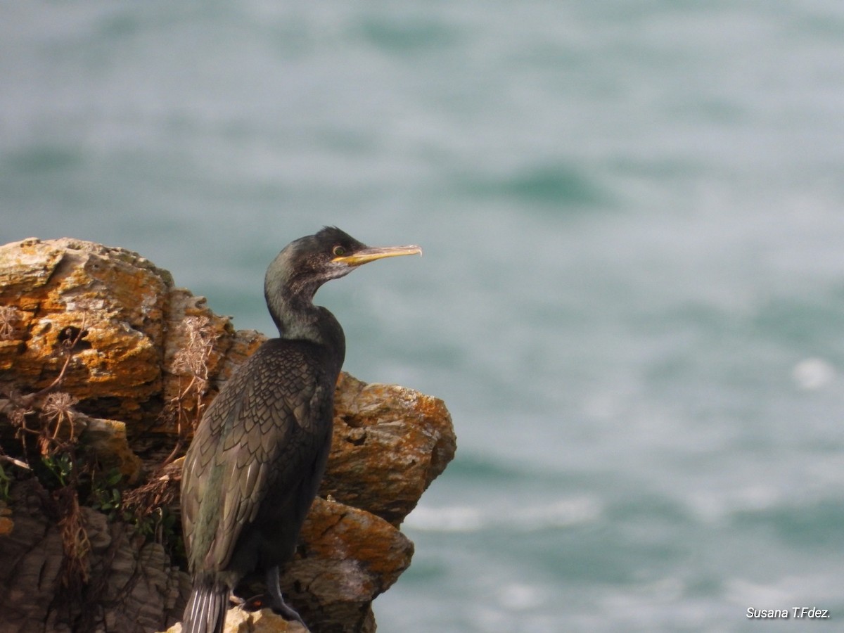 Ubarroi mottoduna - ML646247217