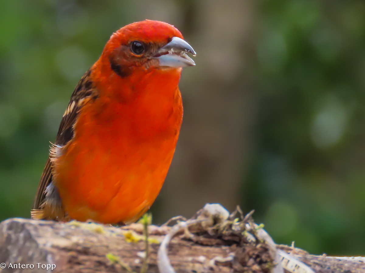 Flame-throated Warbler - ML646247218