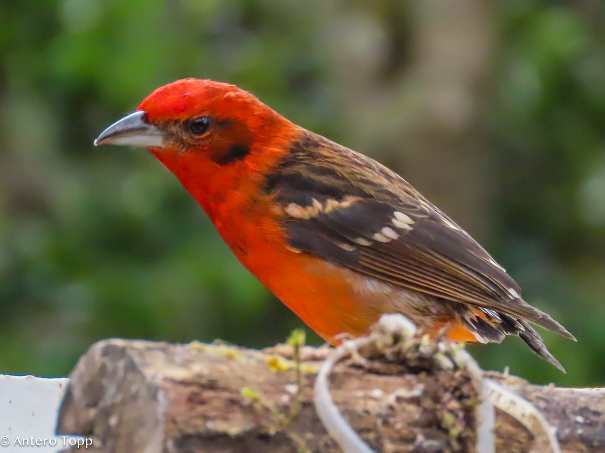 Flame-throated Warbler - ML646247219