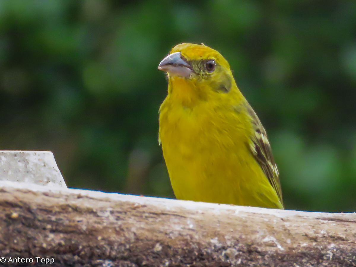Flame-throated Warbler - ML646247220