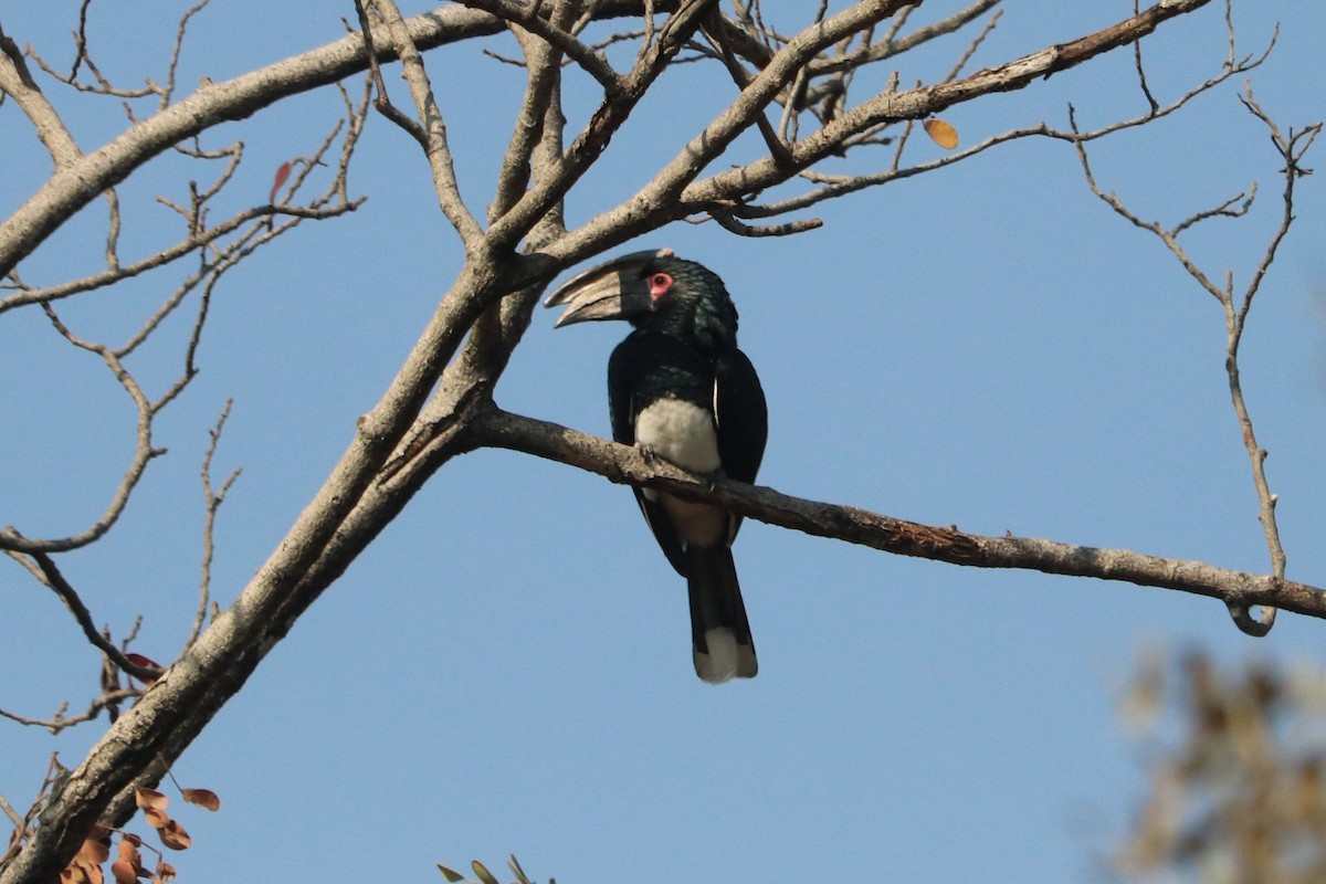 Trumpeter Hornbill - ML646247221