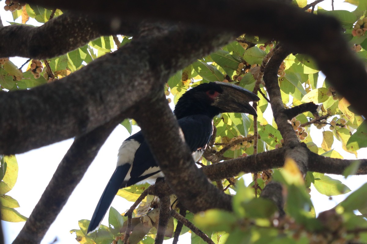 Trumpeter Hornbill - ML646247222