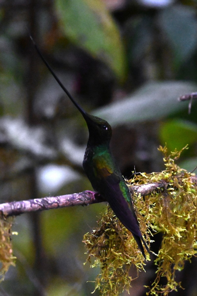 Sword-billed Hummingbird - ML646247223