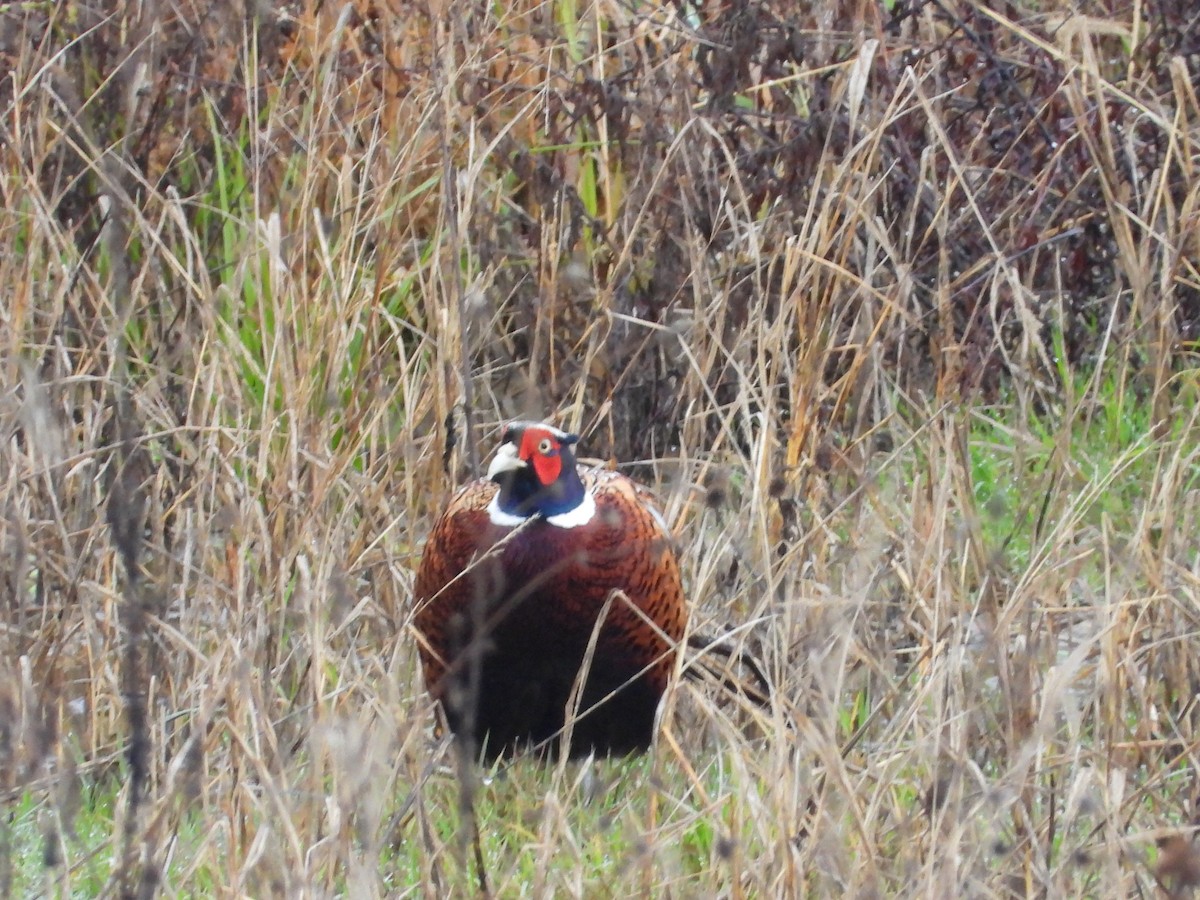 Faisai arrunta - ML646247224