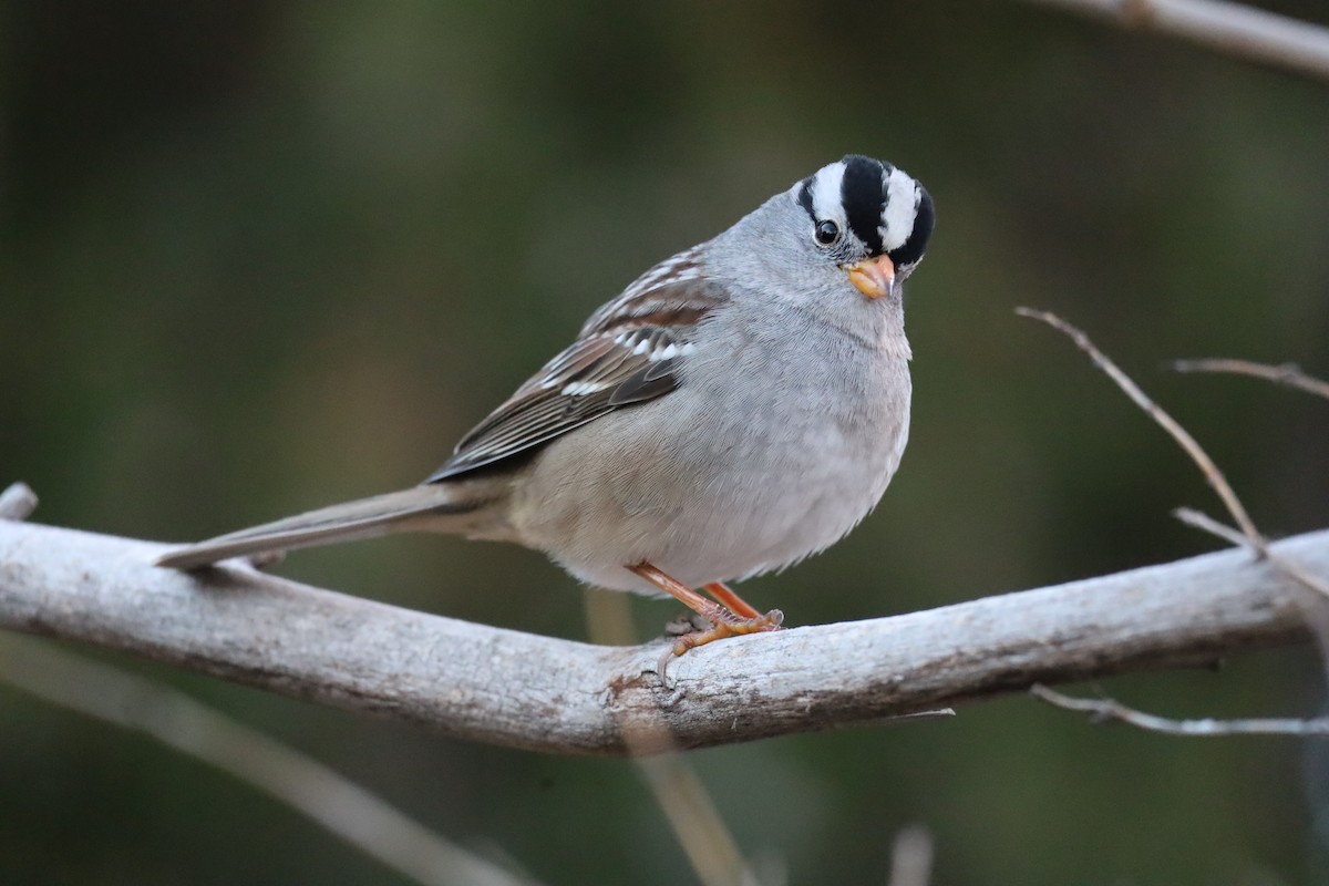 White-crowned Sparrow - ML646247225