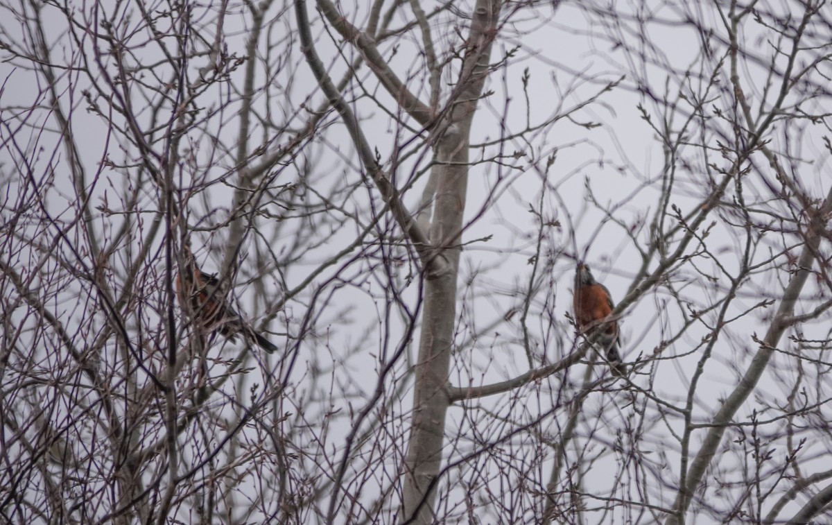 Zozo papargorria - ML646247226