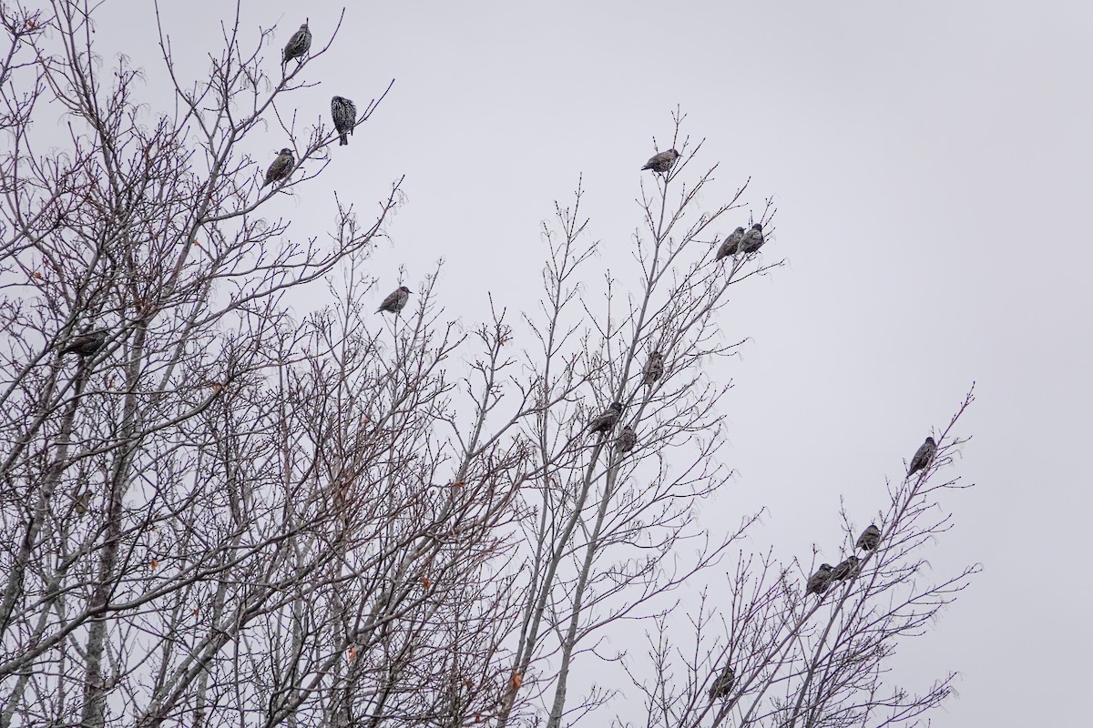 Arabazozo pikarta - ML646247227