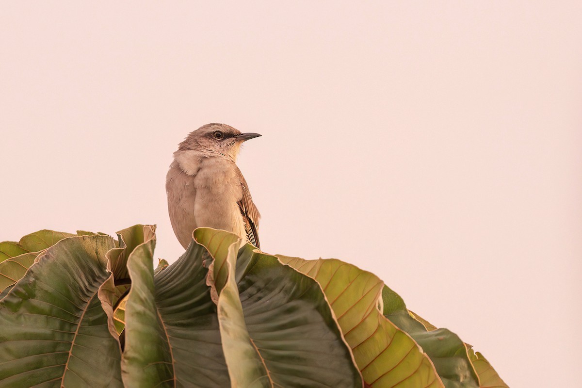 Tropical Mockingbird - ML646247228