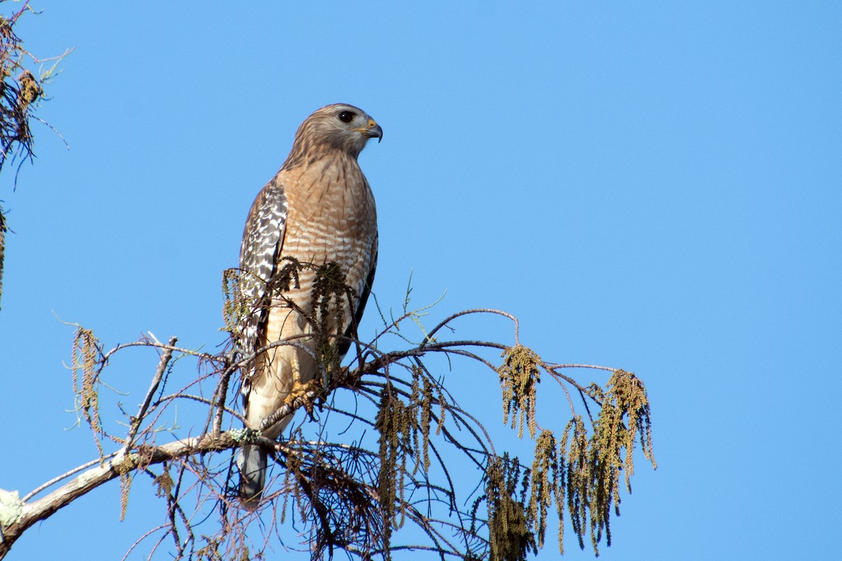 Red-shouldered Hawk (lineatus Group) - ML646247229