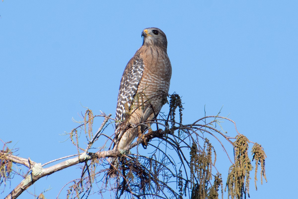 Red-shouldered Hawk (lineatus Group) - ML646247230