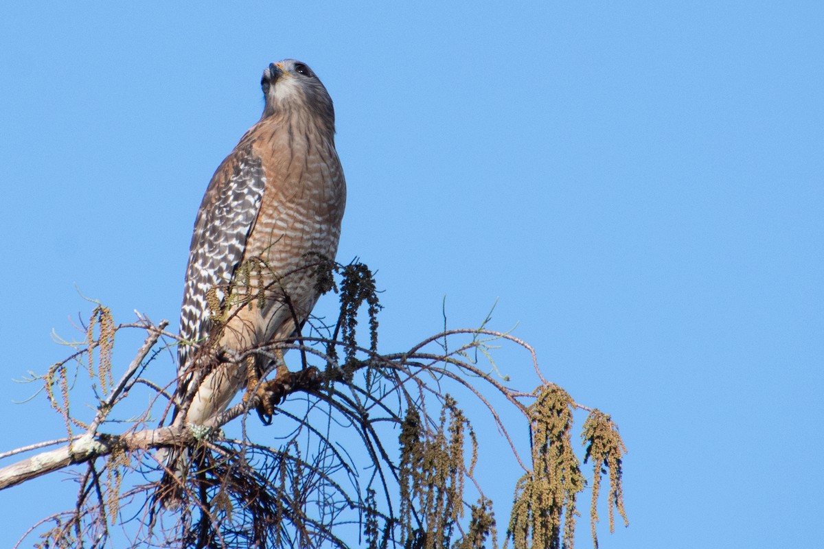 Red-shouldered Hawk (lineatus Group) - ML646247231