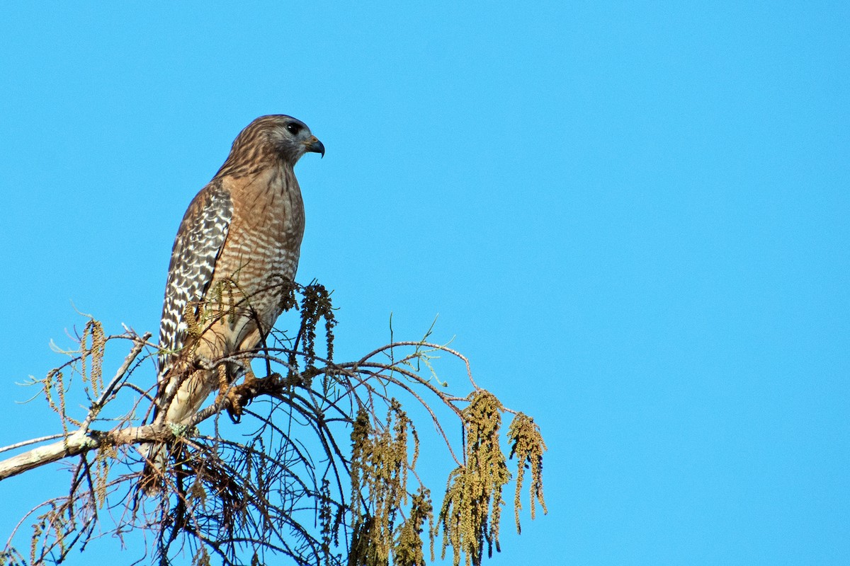 Red-shouldered Hawk (lineatus Group) - ML646247232