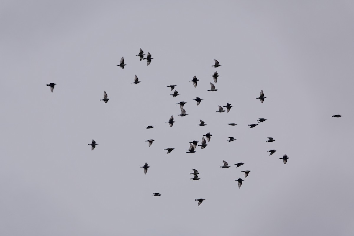 Arabazozo pikarta - ML646247233