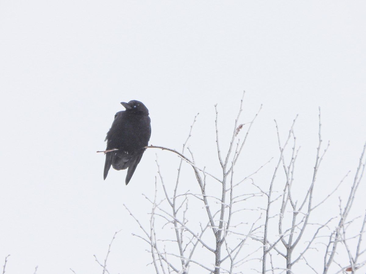 American Crow - ML646247234