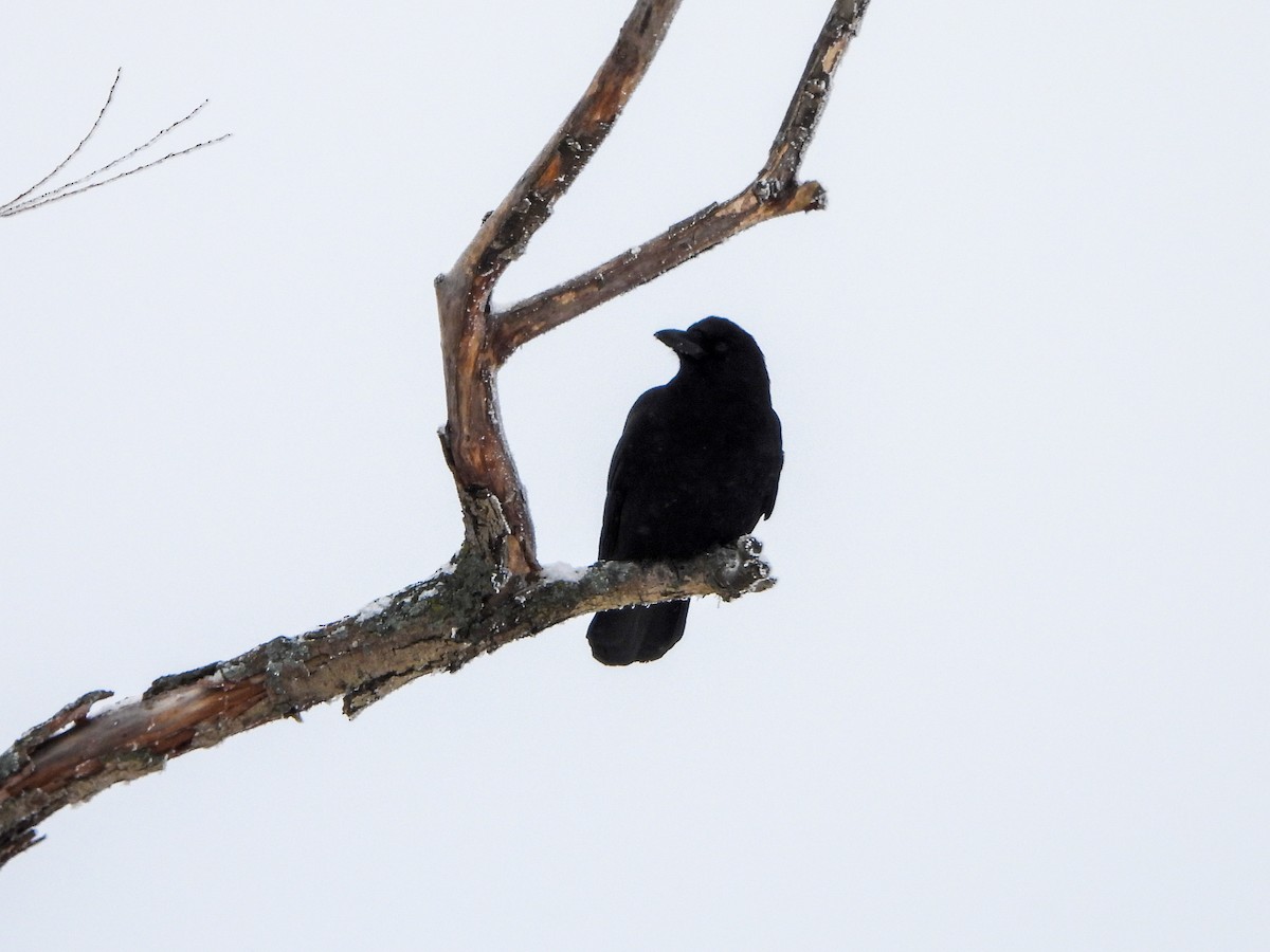 American Crow - ML646247235
