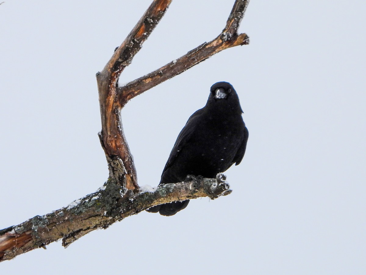 American Crow - ML646247236