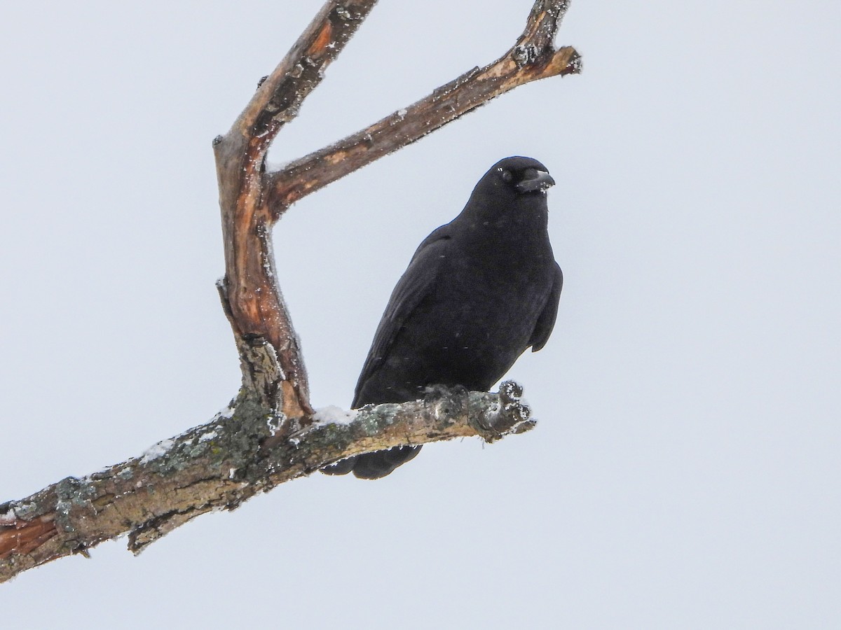 American Crow - ML646247237