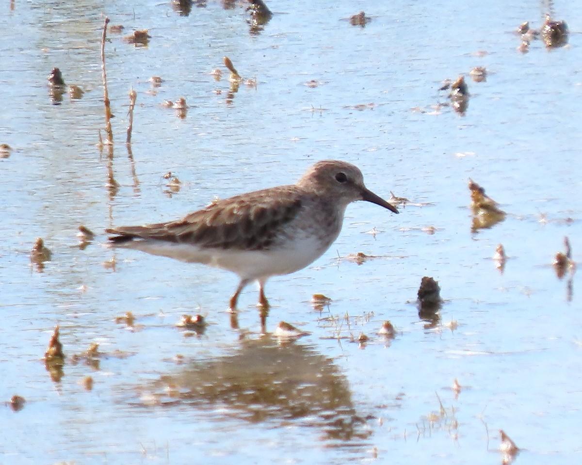 Least Sandpiper - ML646247239