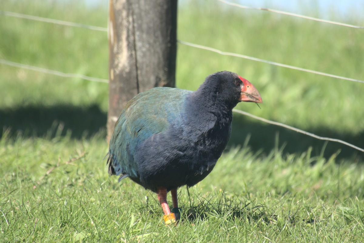 South Island Takahe - ML646247246