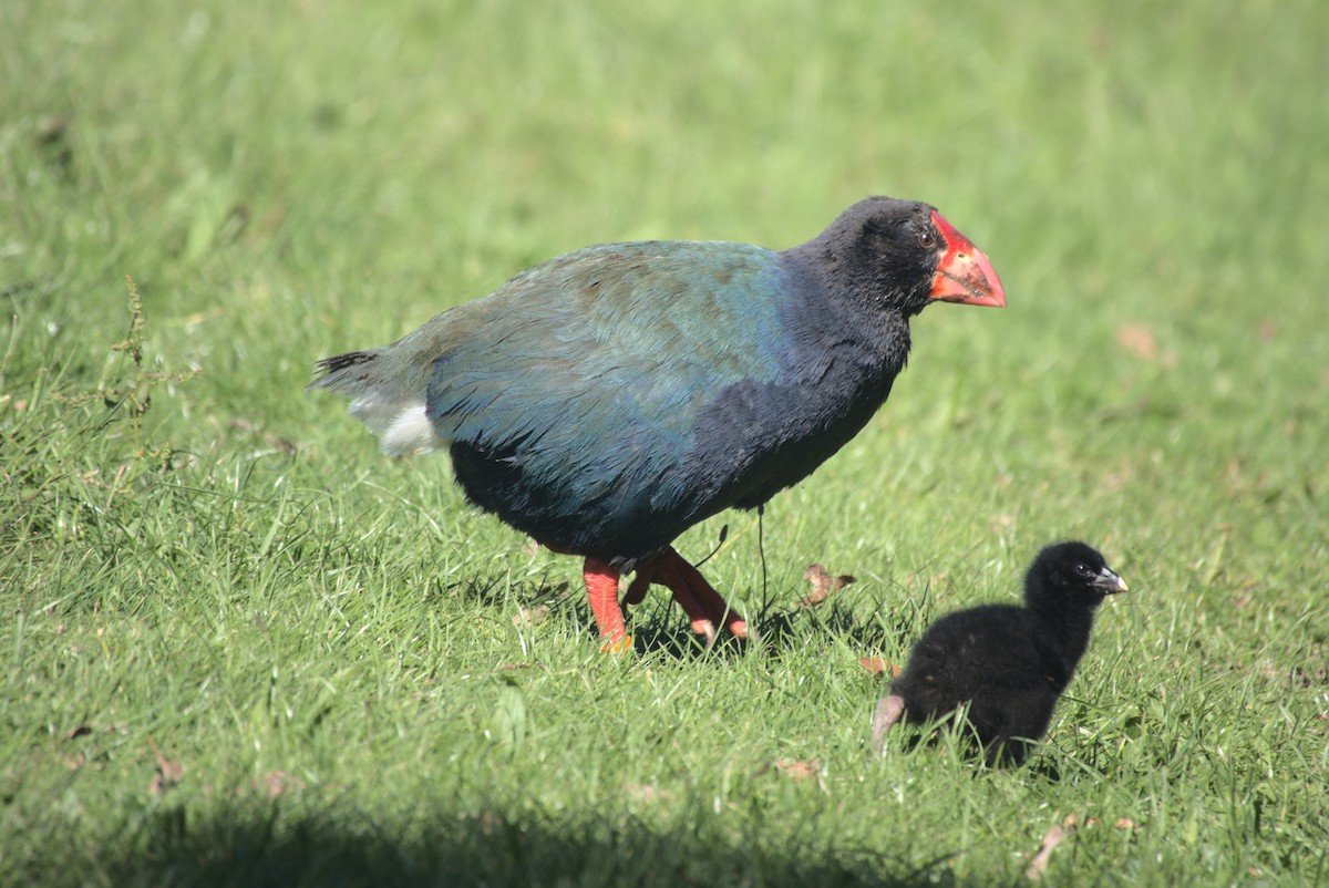 South Island Takahe - ML646247247