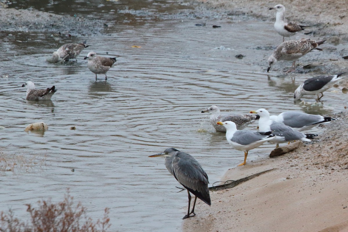 Gray Heron - ML646247248