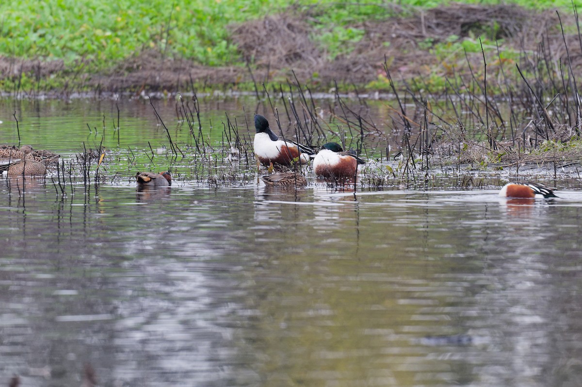 Northern Shoveler - ML646247250
