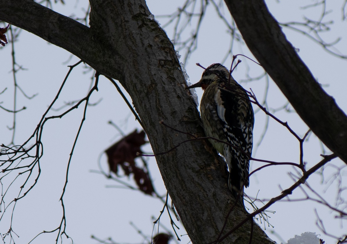Yellow-bellied Sapsucker - ML646247253