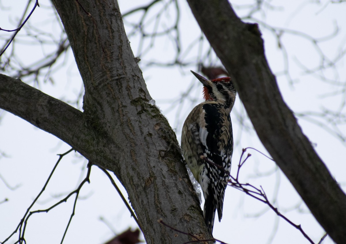 Yellow-bellied Sapsucker - ML646247254