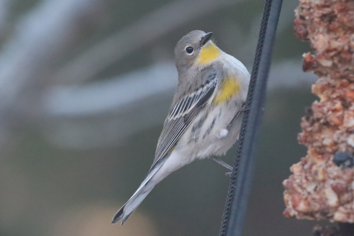 Yellow-rumped Warbler - ML646247260