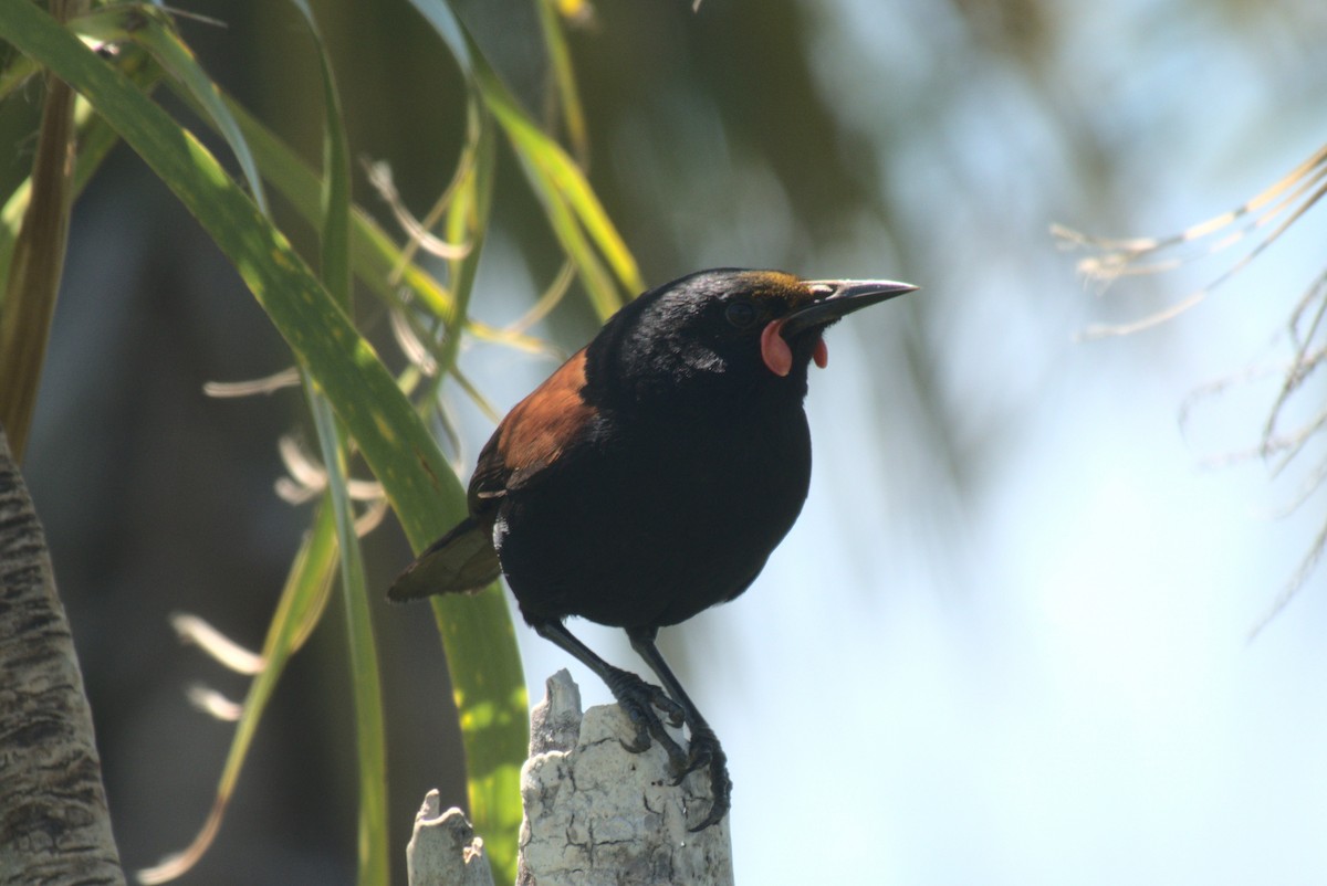 North Island Saddleback - ML646247263