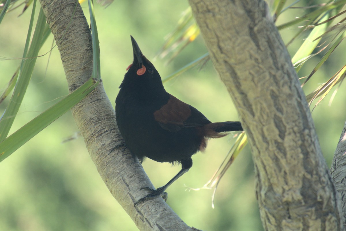 North Island Saddleback - ML646247264