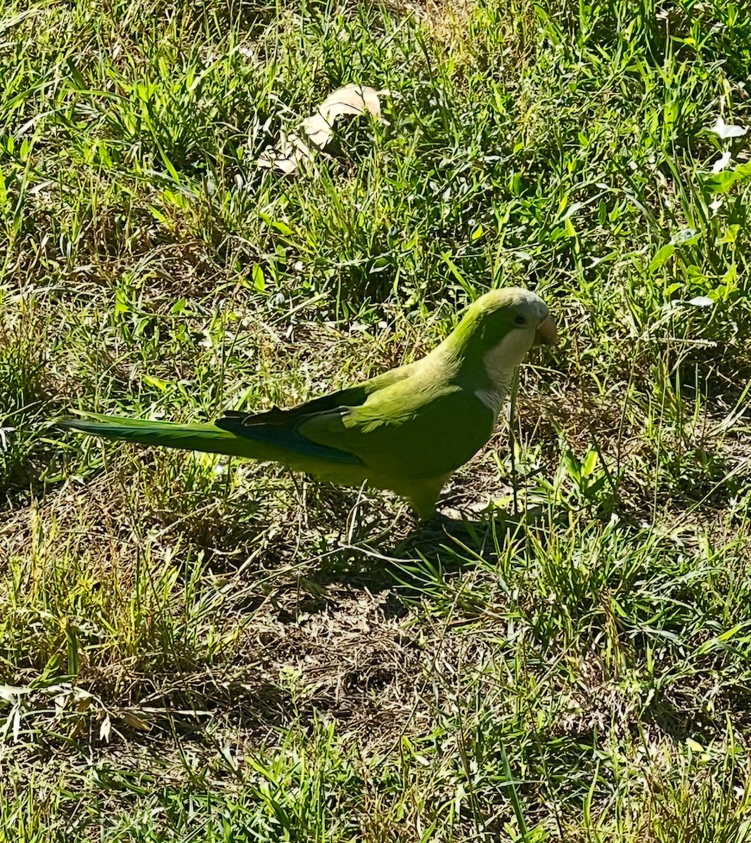 Mönchssittich - ML646247272