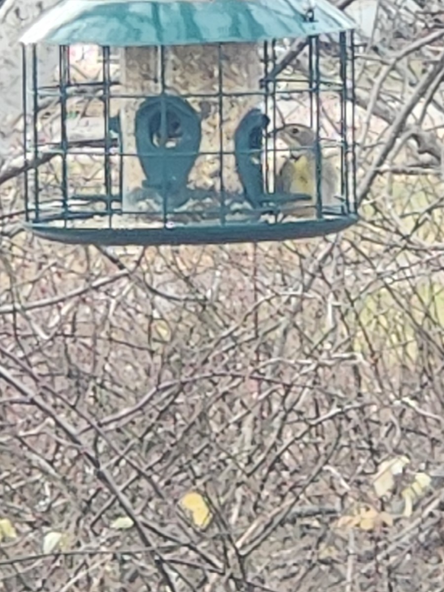 Dickcissel - ML646247275