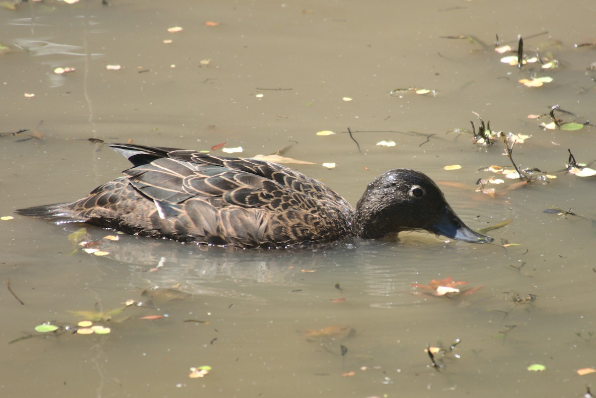 Brown Teal - ML646247279