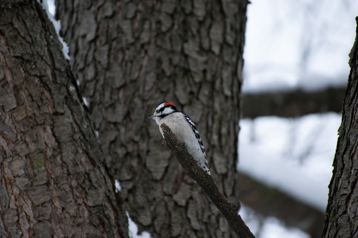Downy Woodpecker - ML646247280