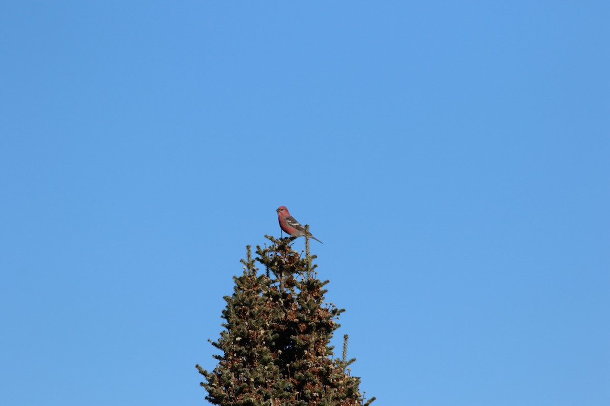 Pine Grosbeak - ML646247285