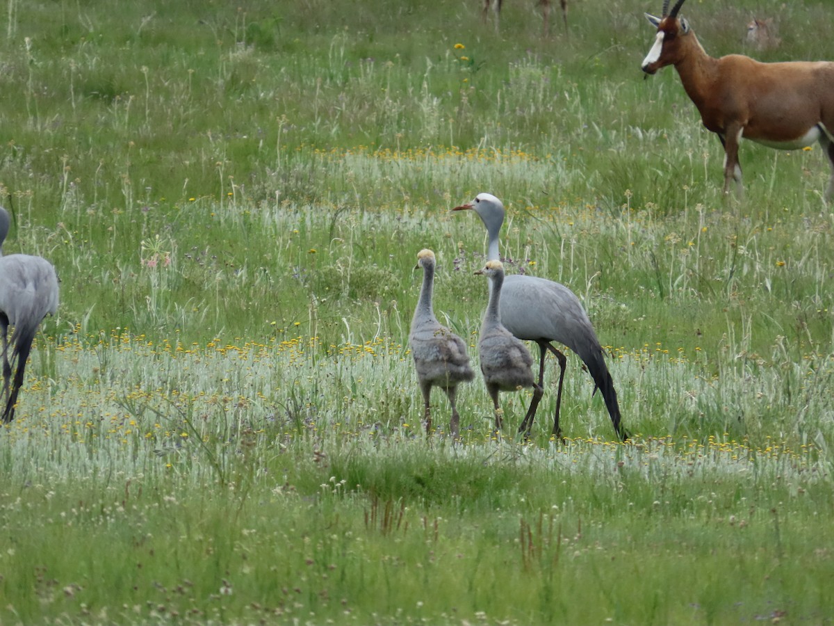 Blue Crane - ML646247287