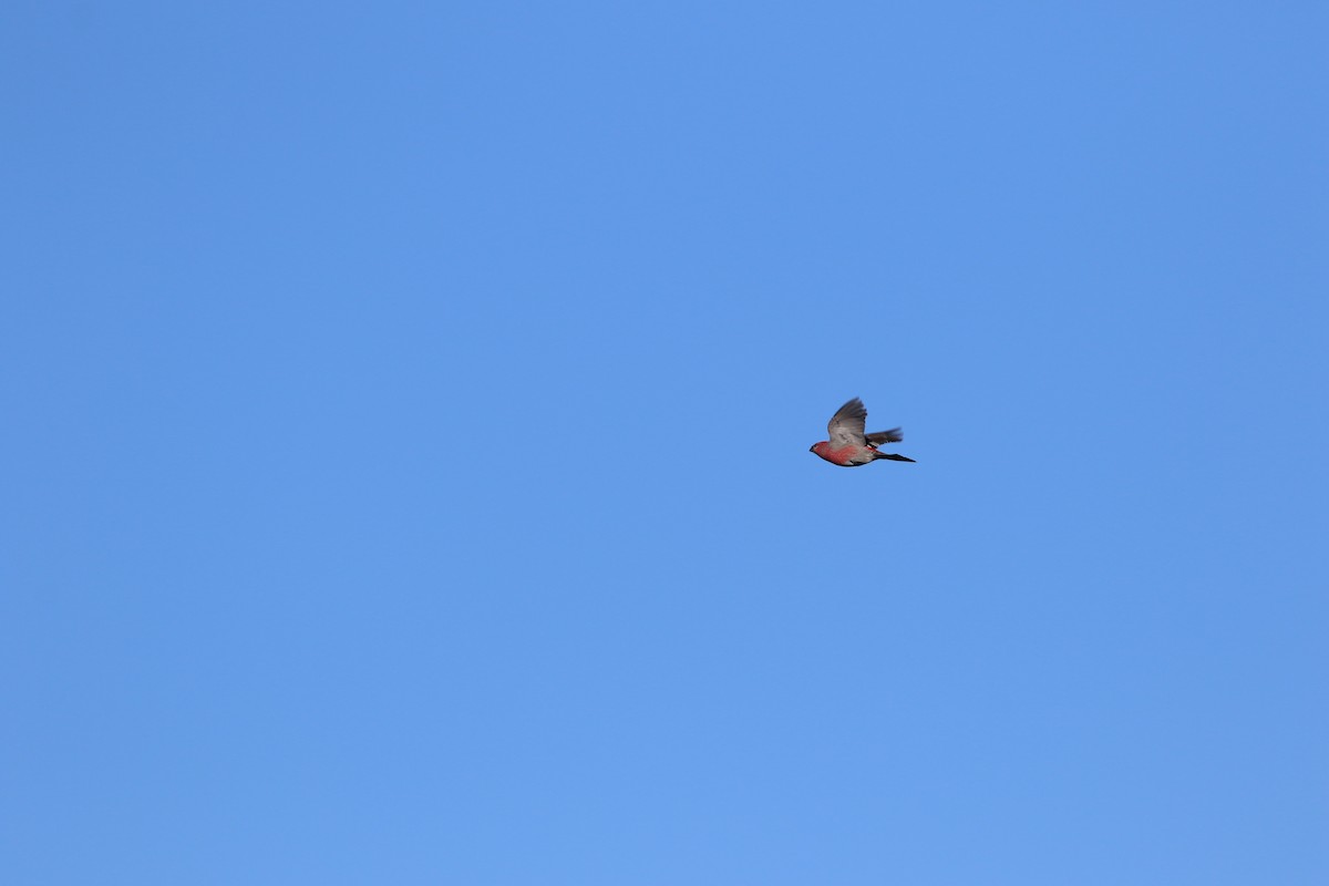 Pine Grosbeak - ML646247288