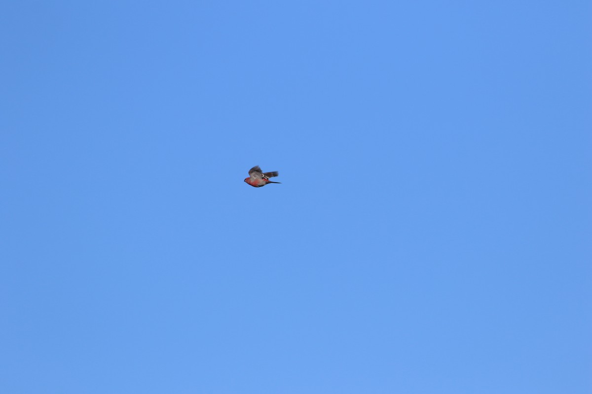 Pine Grosbeak - ML646247289