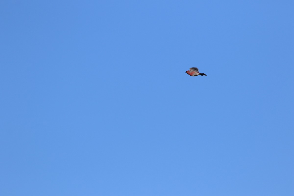 Pine Grosbeak - ML646247290