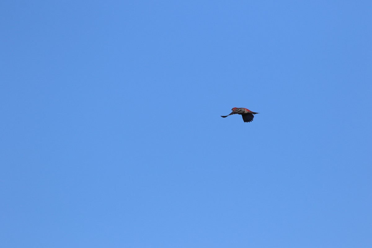 Pine Grosbeak - ML646247291