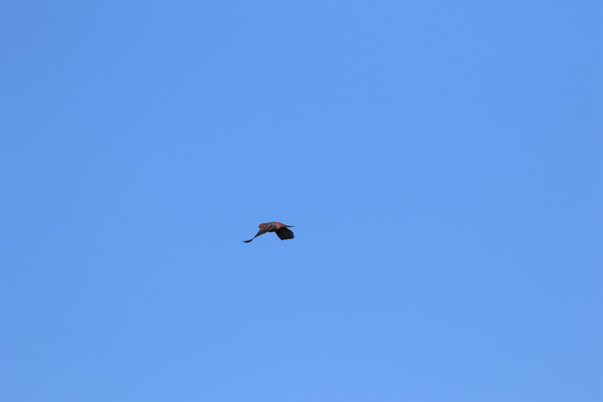 Pine Grosbeak - ML646247292